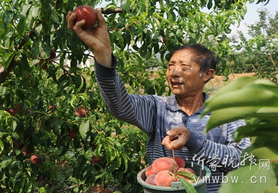 果农正在采摘蜜桃2.JPG