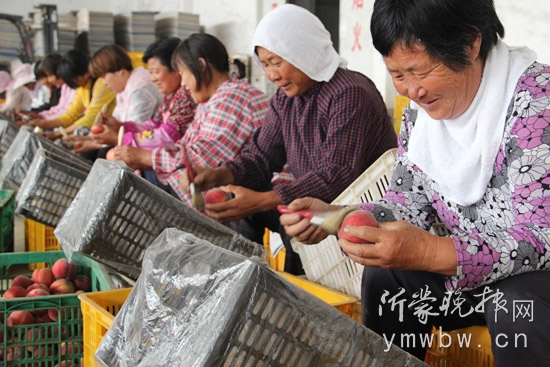 刚采摘的蜜桃首先要把表面的桃毛刷掉,进行分拣后才进入冷库.JPG